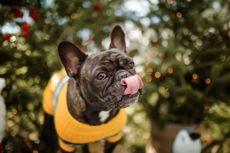 Right French Bulldog