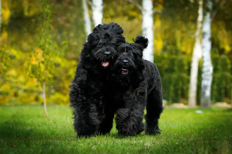 Russian Black Terrier 