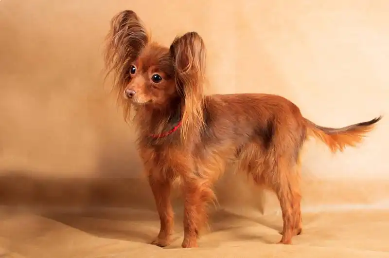 Russian Toy Terrier 