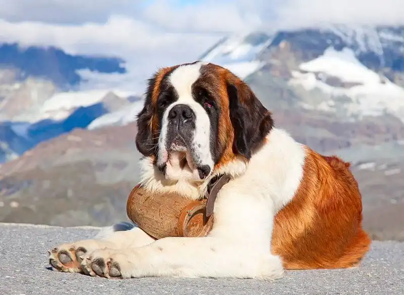Saint Bernard 