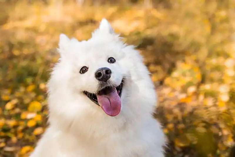 Samoyed dog 