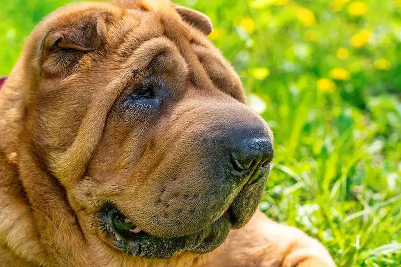 Shar Pei 