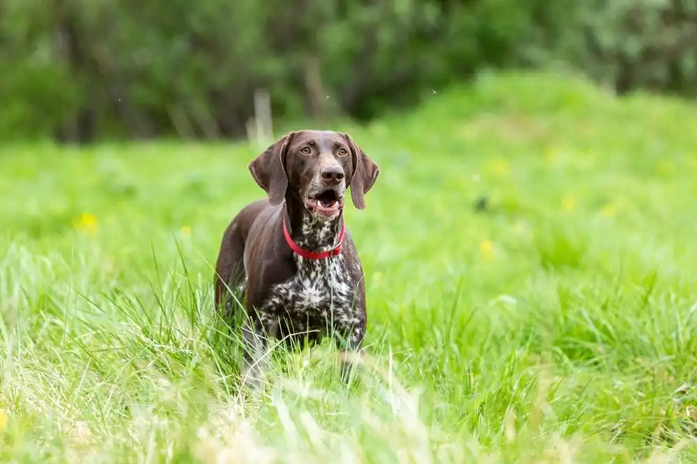 Stop A Dog From Barking