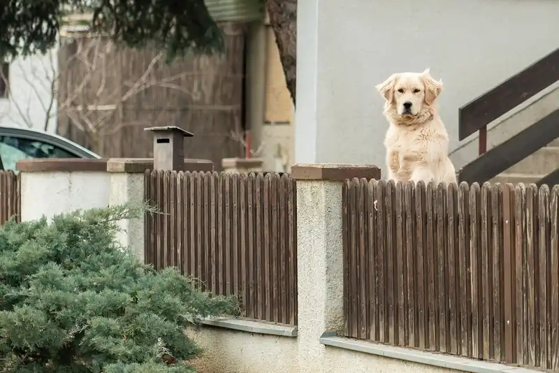 Stop A Dog From Barking