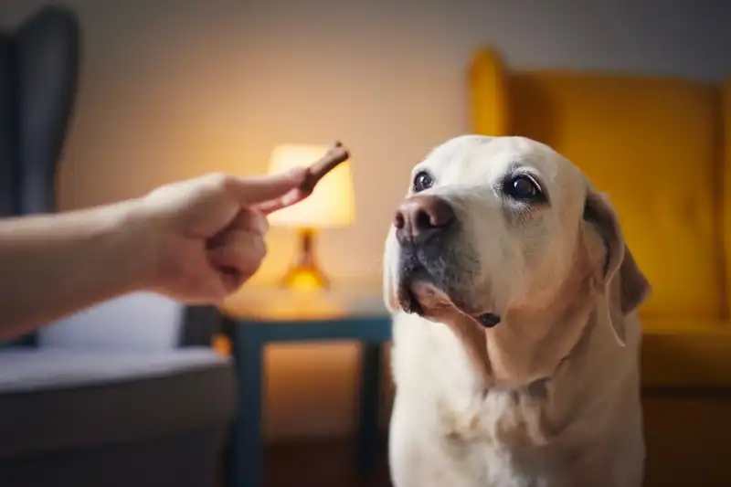 Stop A Dog From Barking