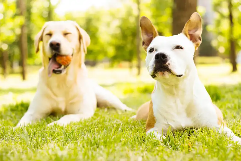 Stop A Dog From Barking