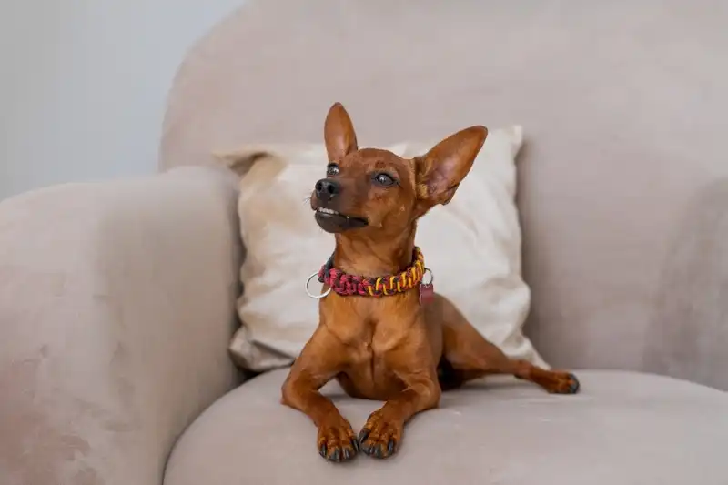 Stop A Dog From Barking