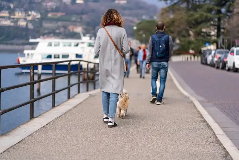 Stop A Dog From Barking