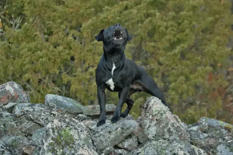 Stop a Dog from Barking