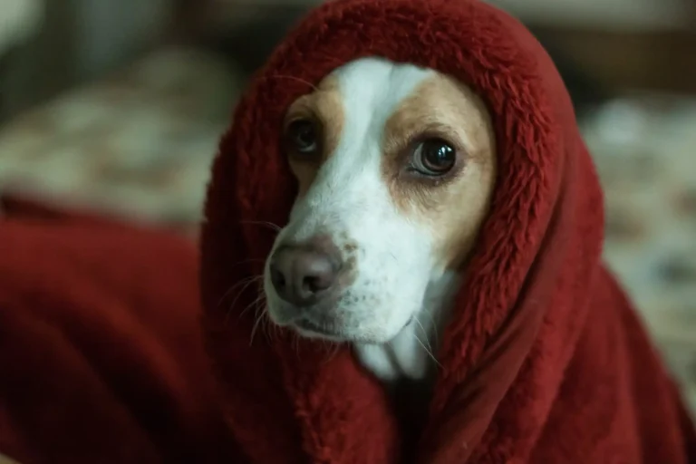 Storm Phobia in Dogs