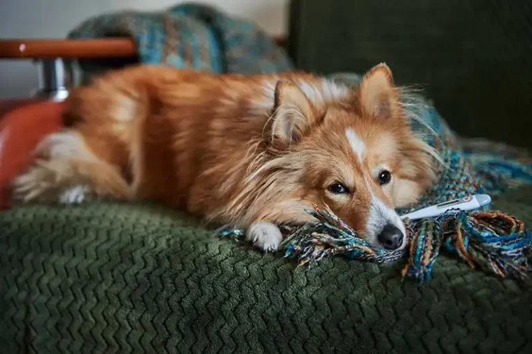 Temperature in Dogs