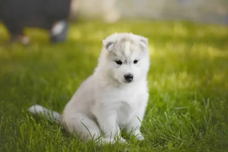 The First Dog
