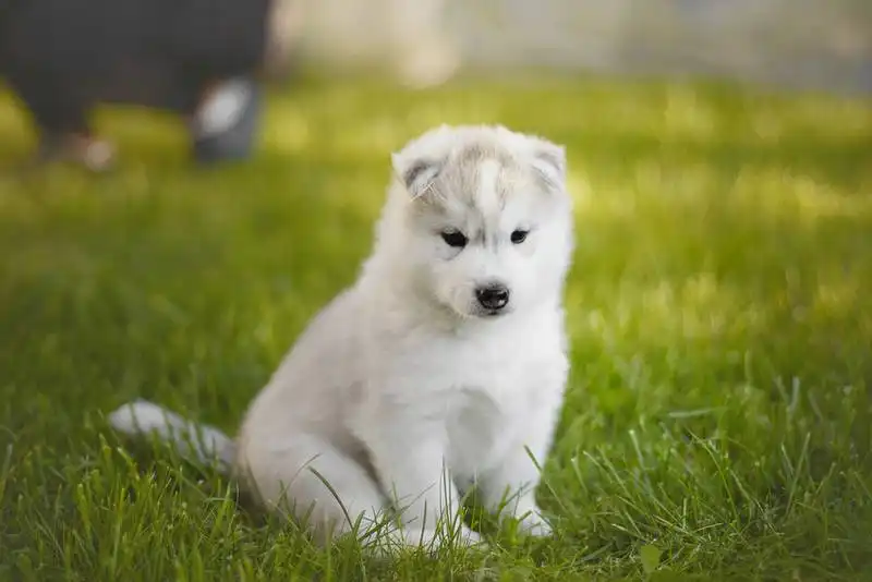 The First Dog