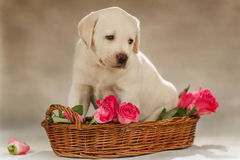 The First Dog