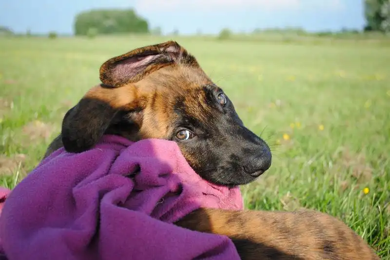 The First Dog