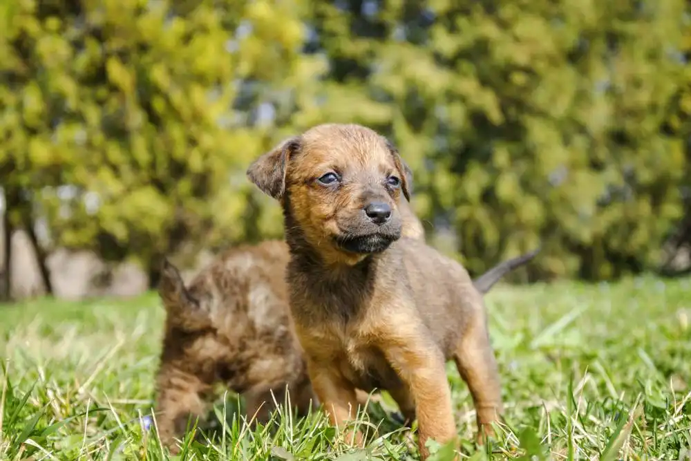 The First Dog