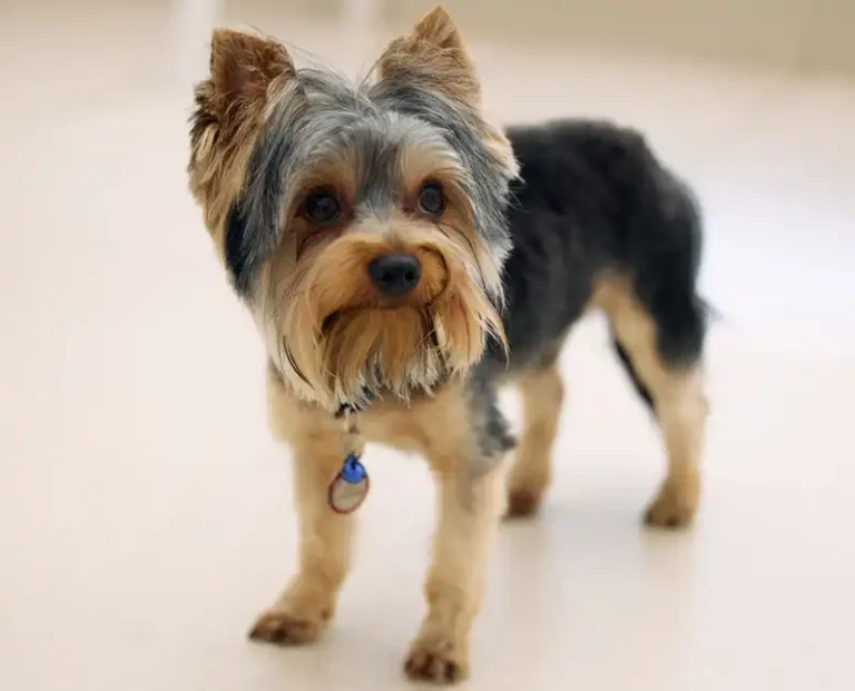 The Yorkshire Terrier
