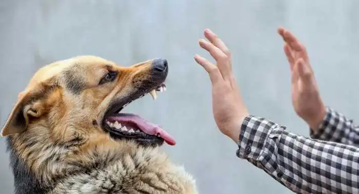 The dog suddenly became aggressive