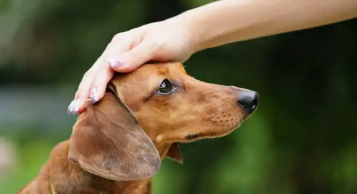 Train a dog