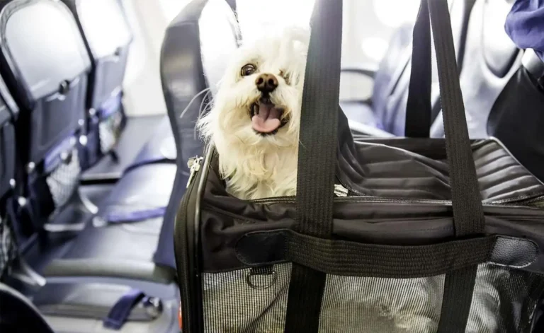 Travel with a Dog