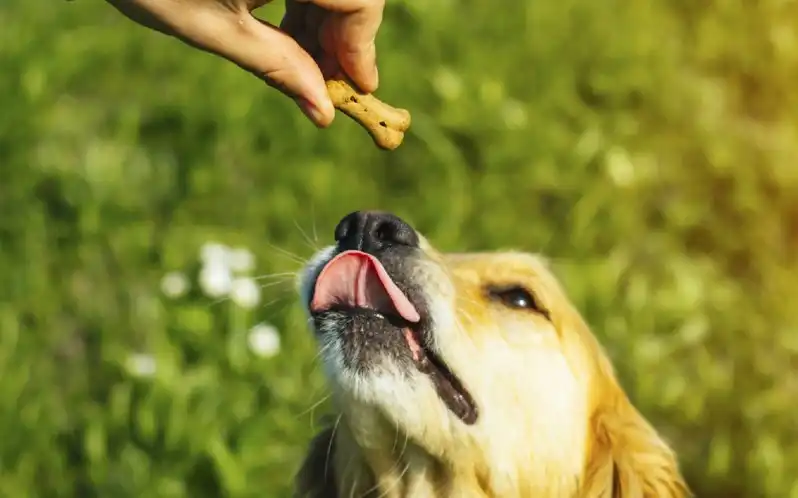 Treats for Training