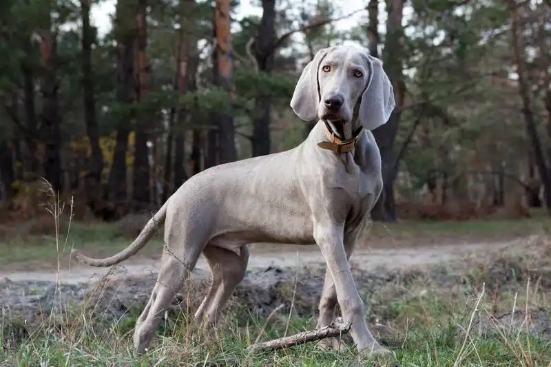 Weimaraner 