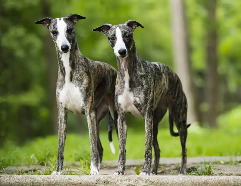 Whippet 