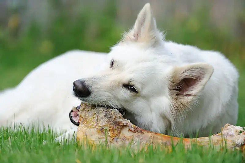 White Swiss Shepherd