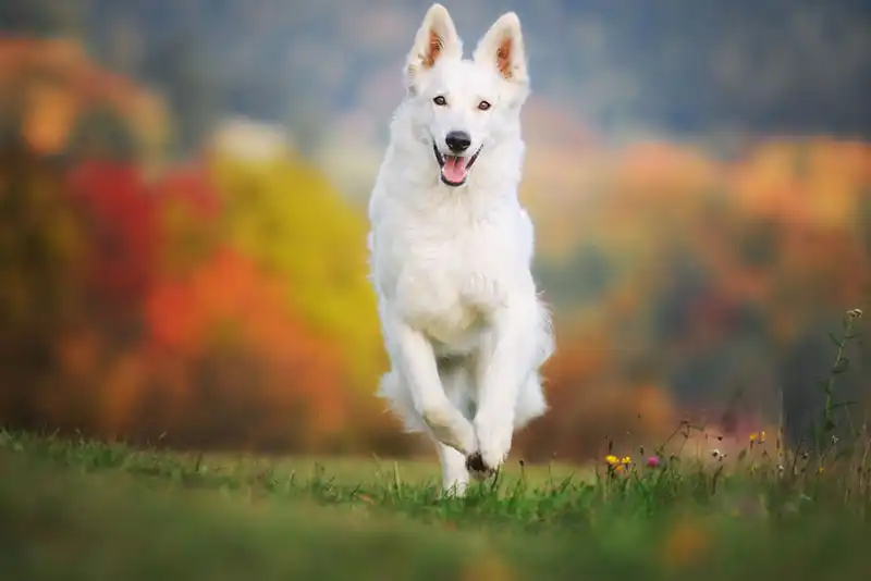 White Swiss Shepherd