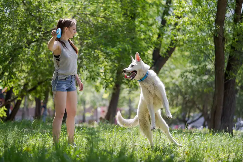 White Swiss Shepherd