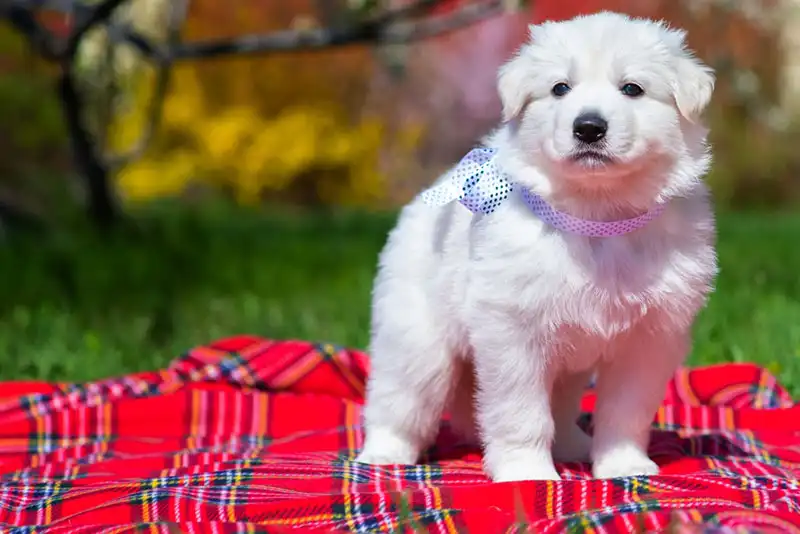 White Swiss Shepherd