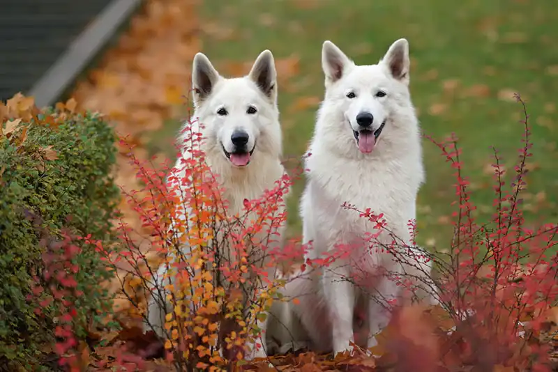 White Swiss Shepherd