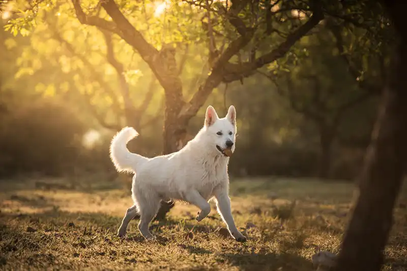 White Swiss Shepherd