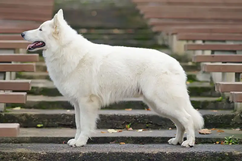 White Swiss Shepherd