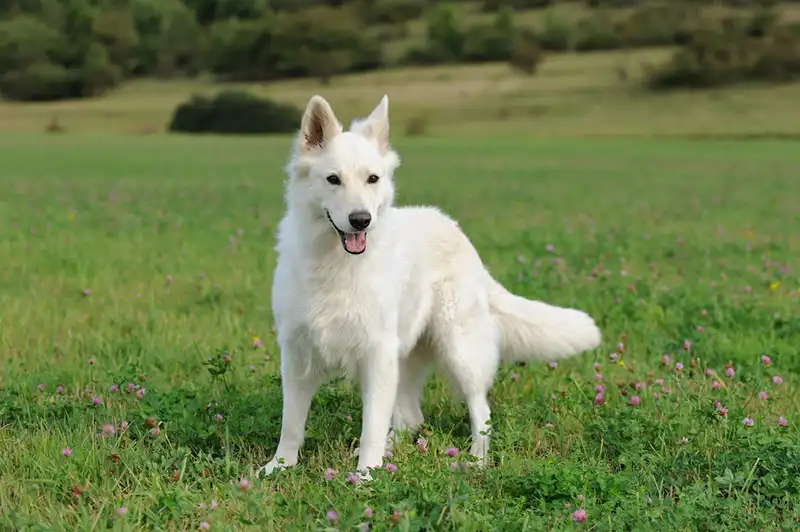 White Swiss Shepherd