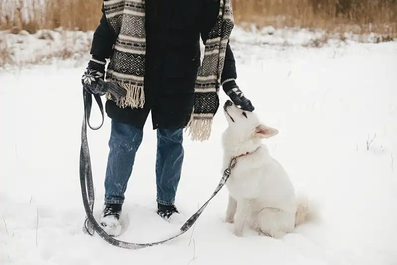 White Swiss Shepherd