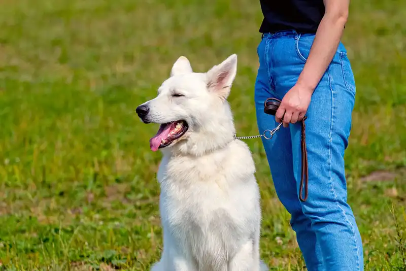 White Swiss Shepherd