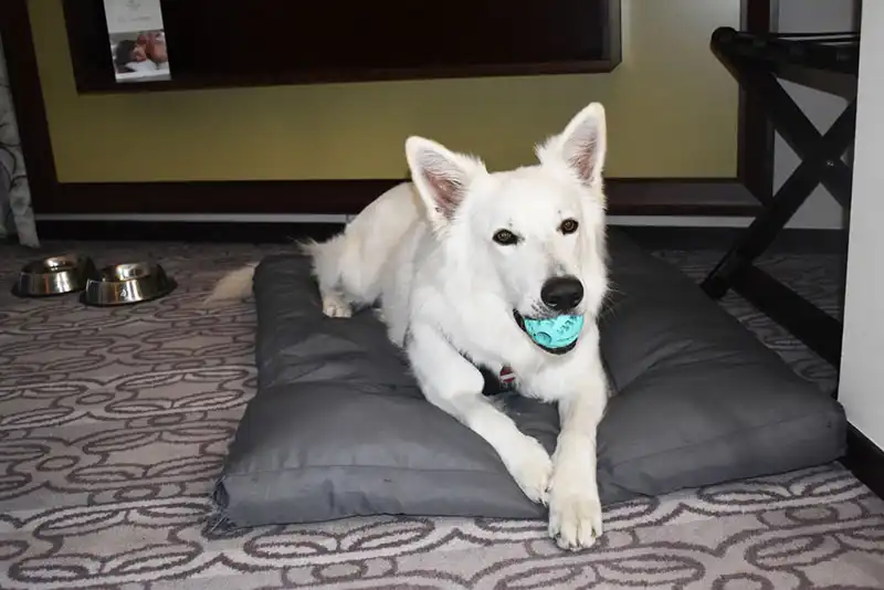 White Swiss Shepherd