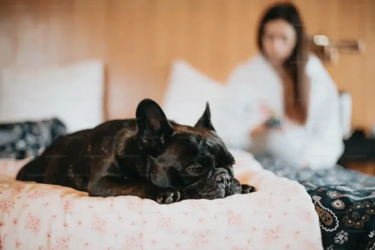Why French Bulldogs