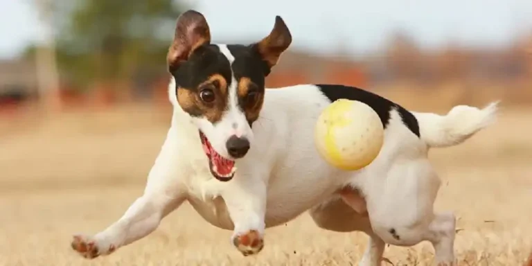 Why Playing With Your Dog