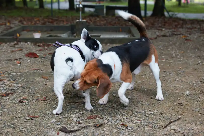 Why do dogs sniff each