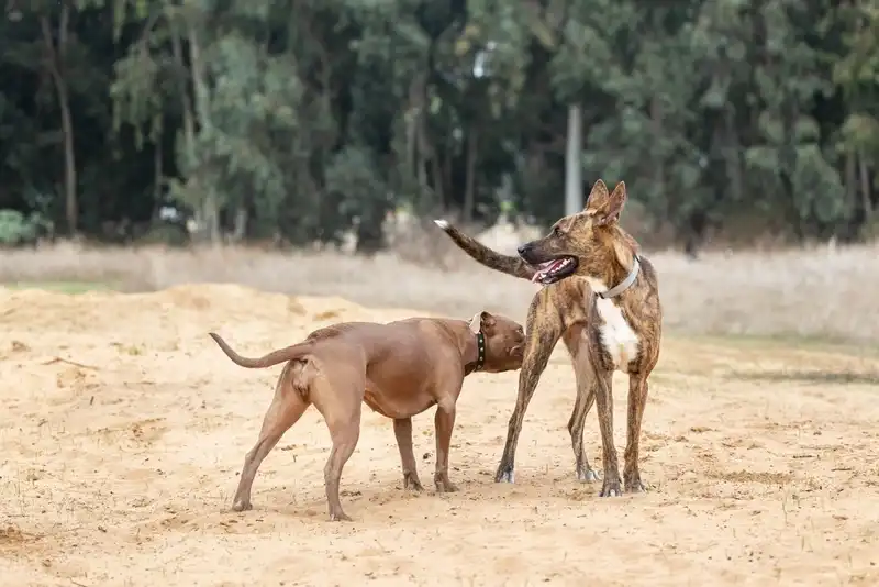 Why do dogs sniff each
