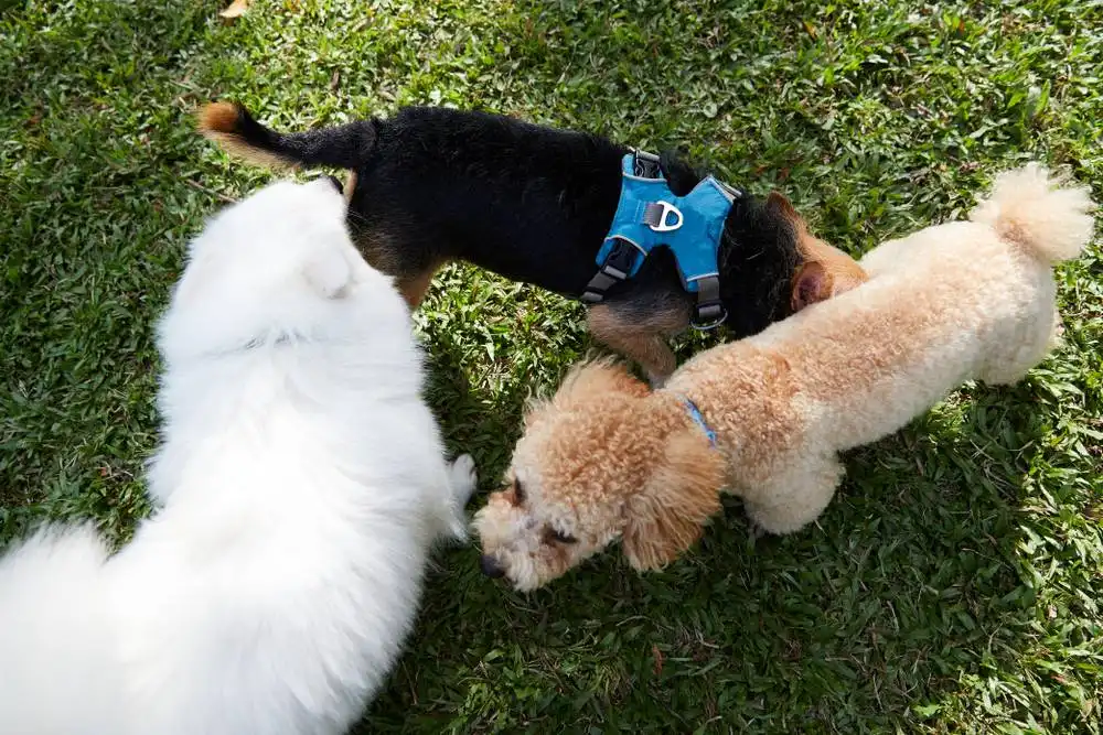 Why do dogs sniff each