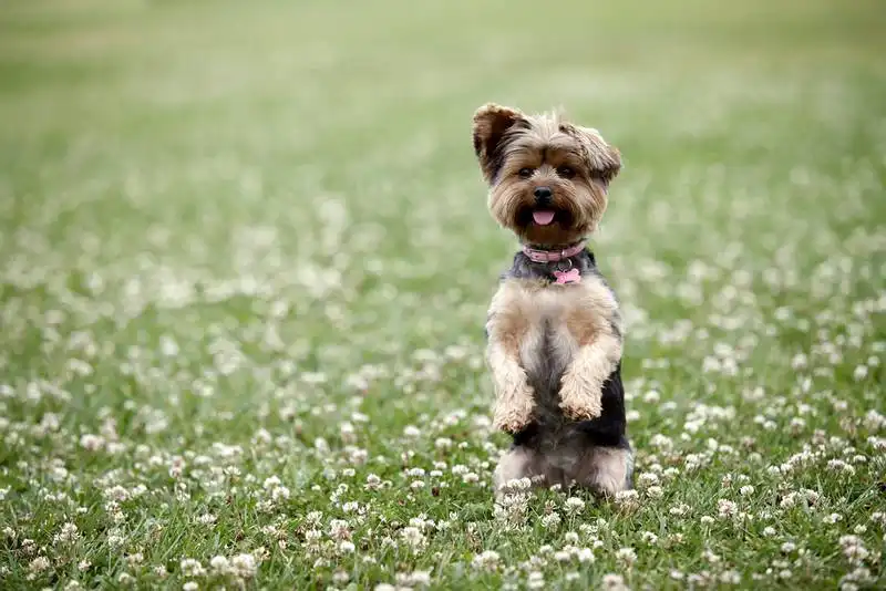 Yorkshire Terrier 