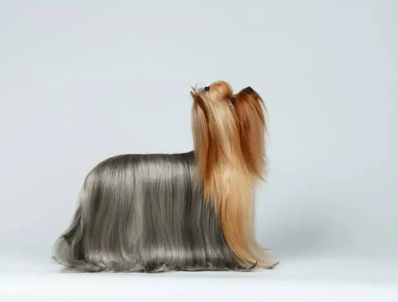 care for a dog