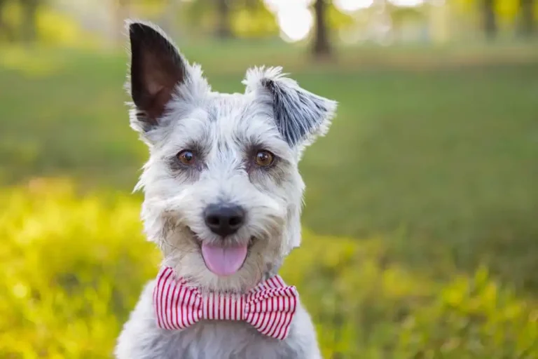 care for a dog
