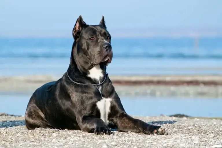 dog has the strongest bite