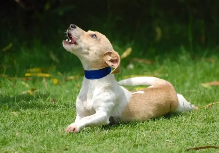 dog howl