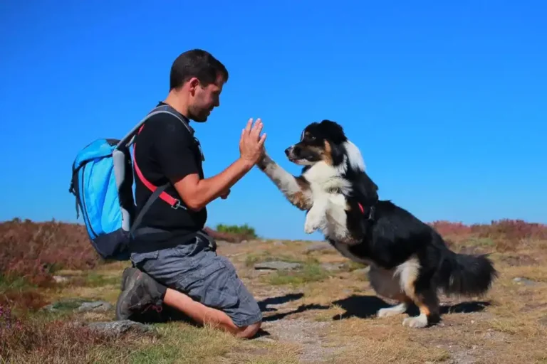 dog tricks
