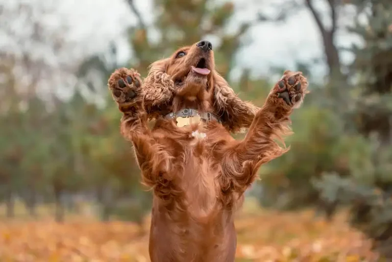 dogs get cracks on their paws